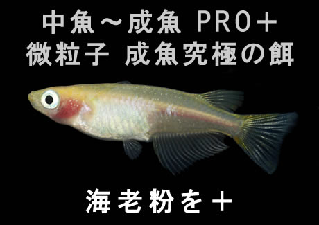 微粒子 成魚究極の餌【100g】